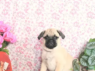 Pug dogs Lechito - Ad 7