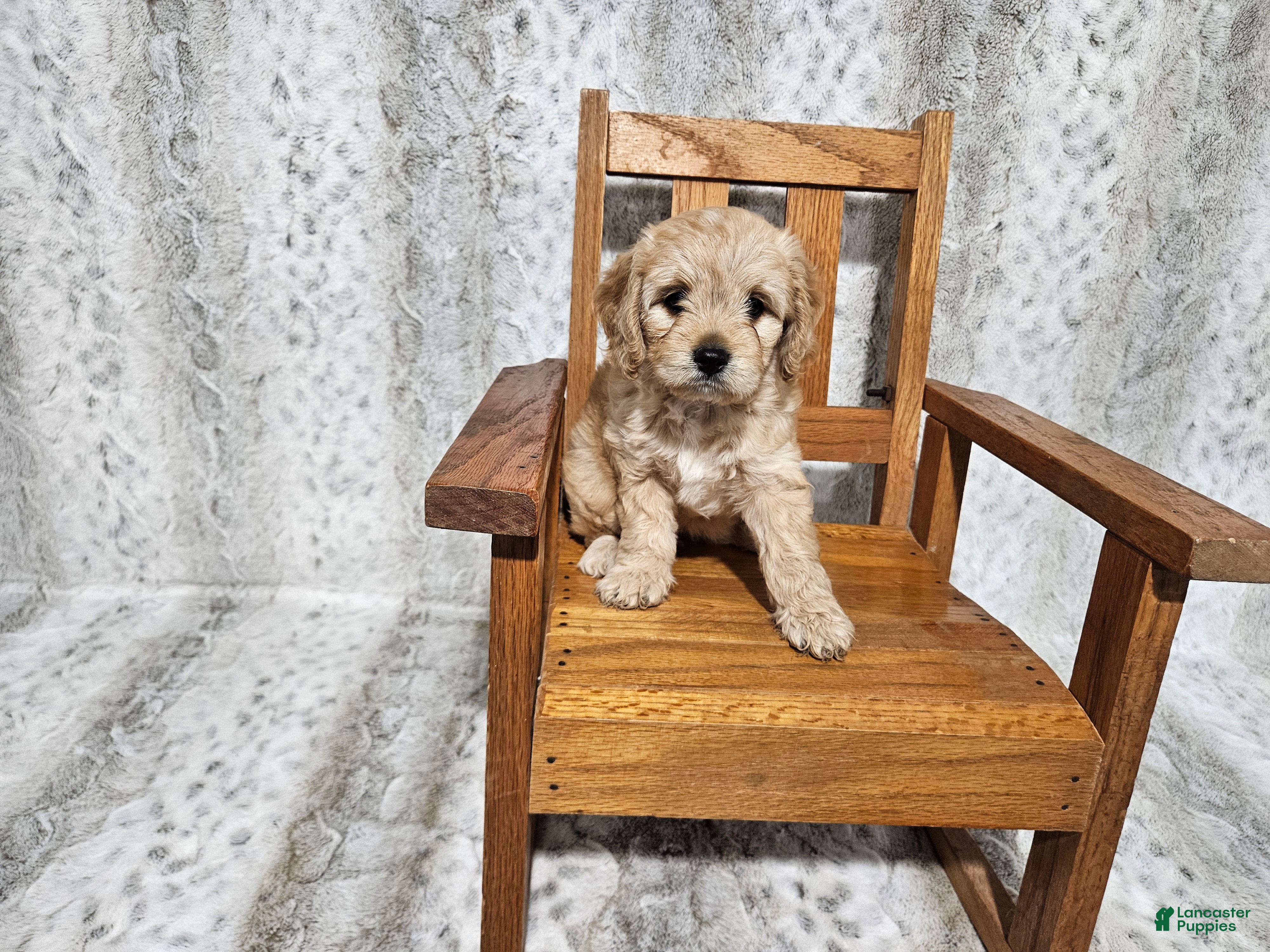 Cavapoo dogs F1 Athena - Ad 26