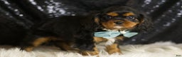 Cavalier King Charles Spaniel dogs for sale: Valentino - Ad 3