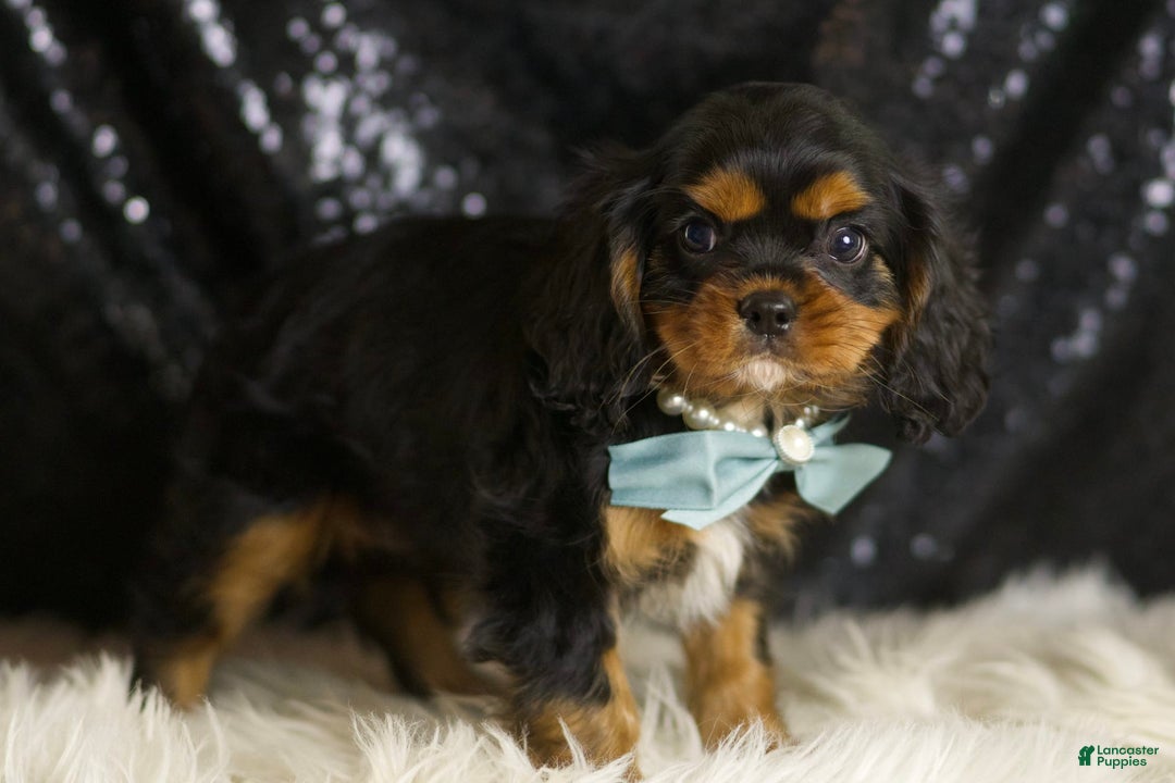 Cavalier King Charles Spaniel dogs for sale: Valentino - Ad 3