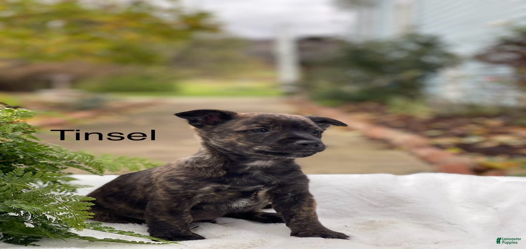 Gallery Image {{count}}