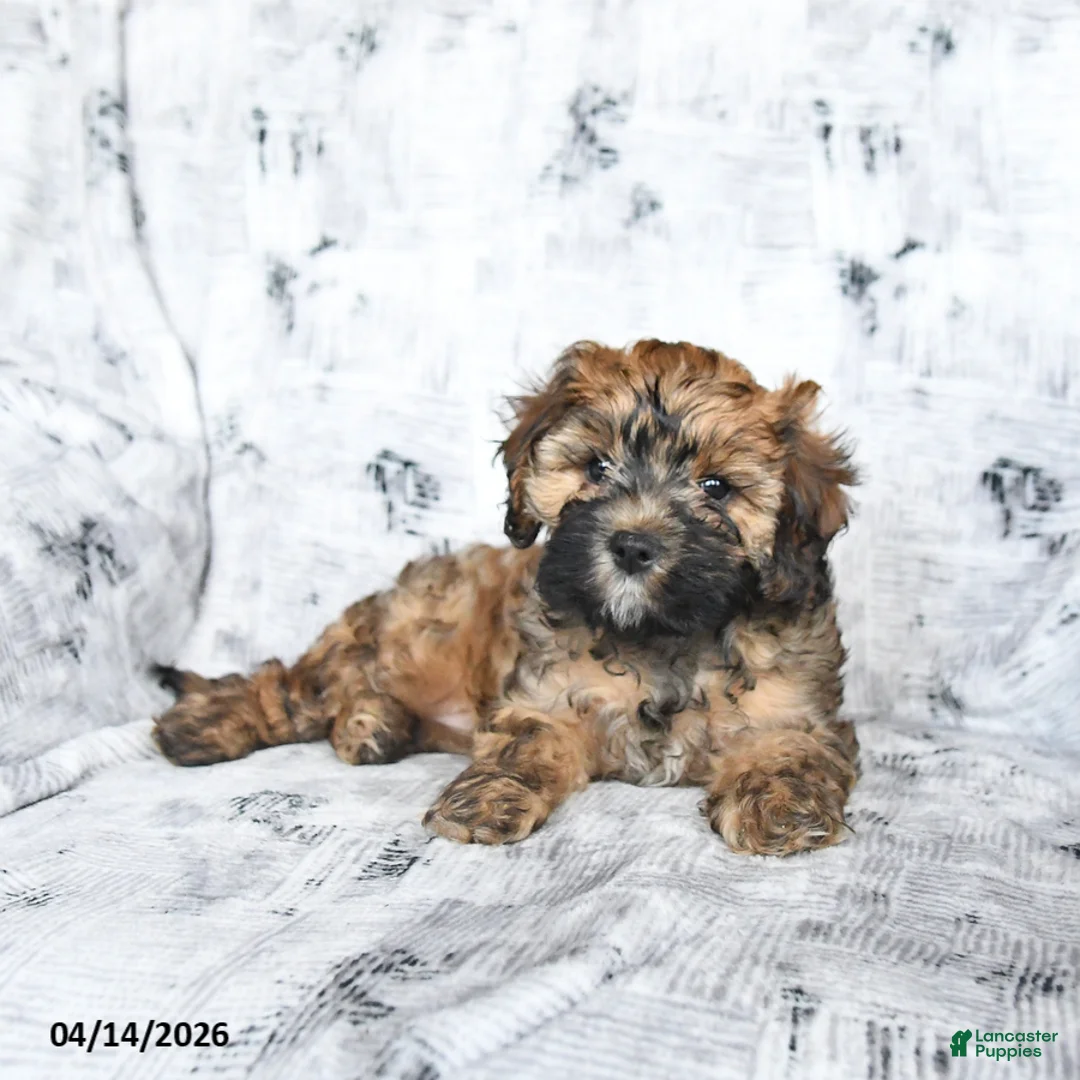 Cavapoo dogs for sale: Daisy - Ad 2