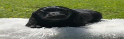 Miniature Dachshund dogs for sale: Minks  - Ad 3