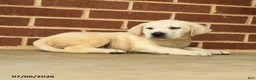 Labrador Retriever dogs for sale: Bouncer - Ad 3