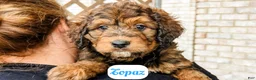 Bernedoodle dogs for sale: Topaz - Ad 7