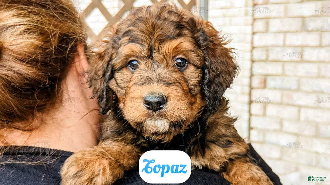 Bernedoodle dogs for sale: Topaz - Ad 7