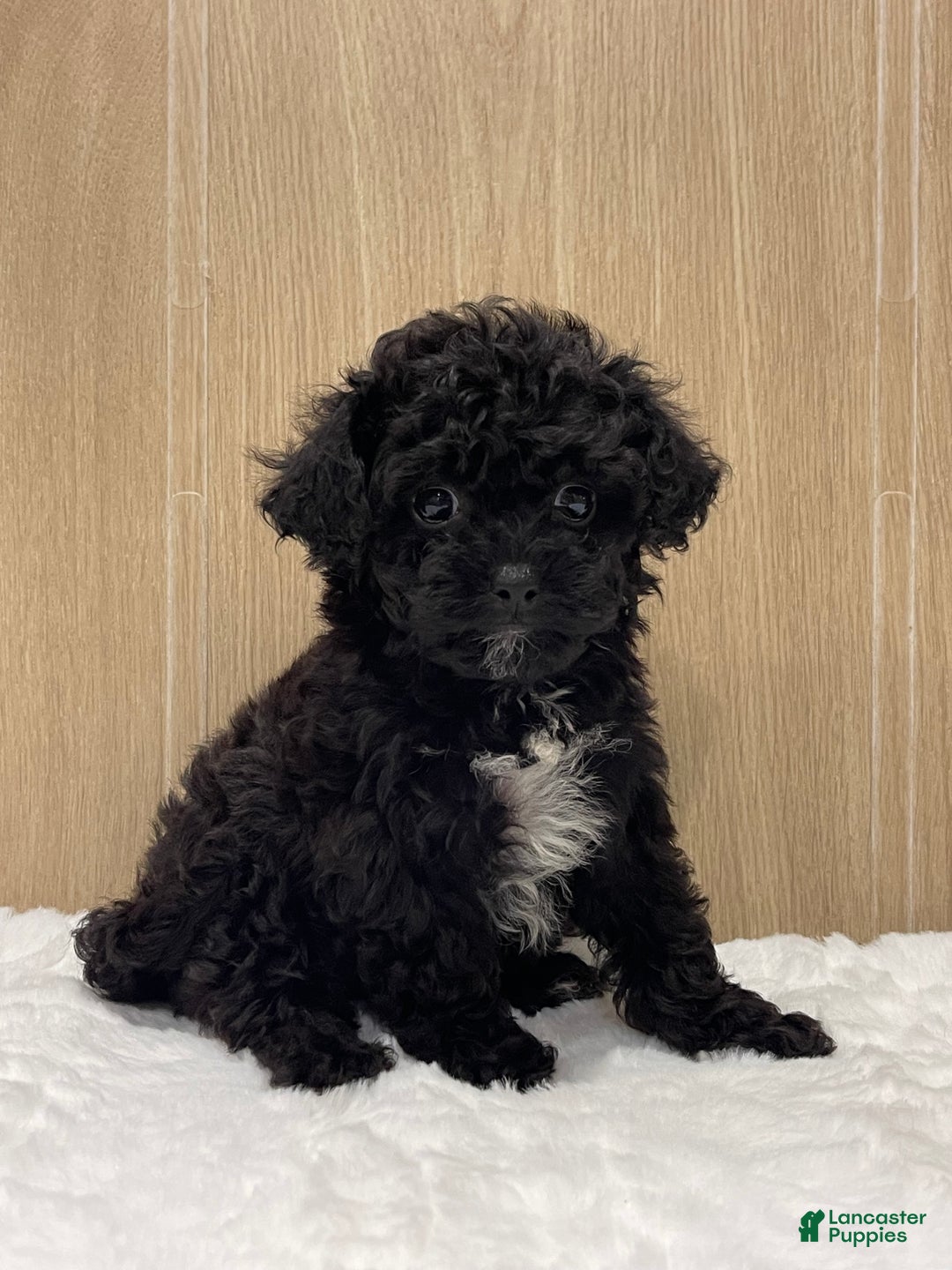 Shihpoo dogs for sale: Angel - Ad 2
