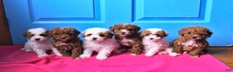 Toy Poodle dogs for sale: Rosie - Ad 5