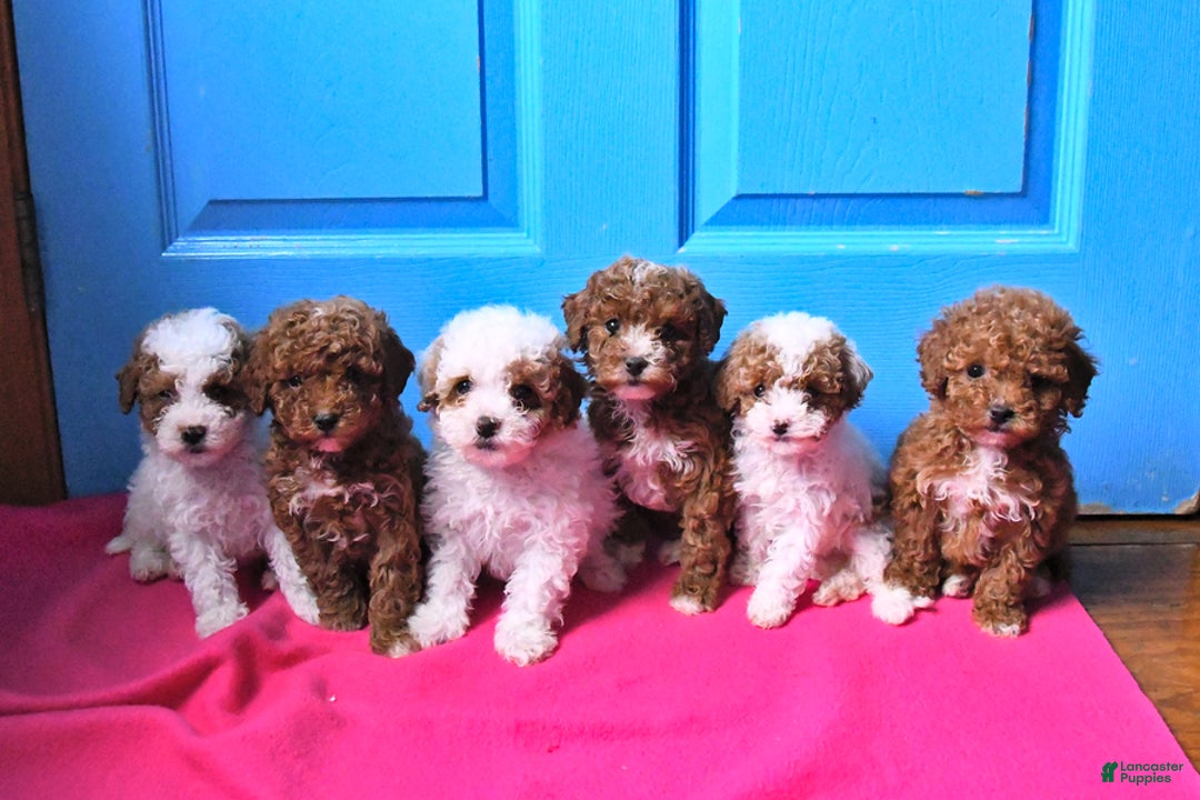Toy Poodle dogs for sale: Rosie - Ad 5