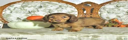 Miniature Dachshund dogs for sale: Hazel - Ad 2