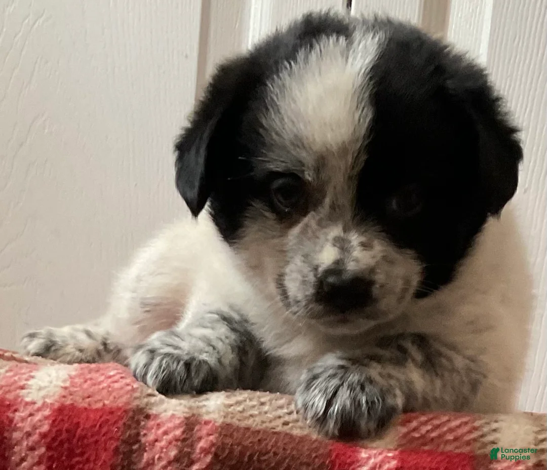 Mixed Breed dogs for sale: Kona - Ad 1