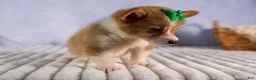 Welsh Corgi Pembroke dogs for sale:  Cody 🐾🐶 - Ad 12