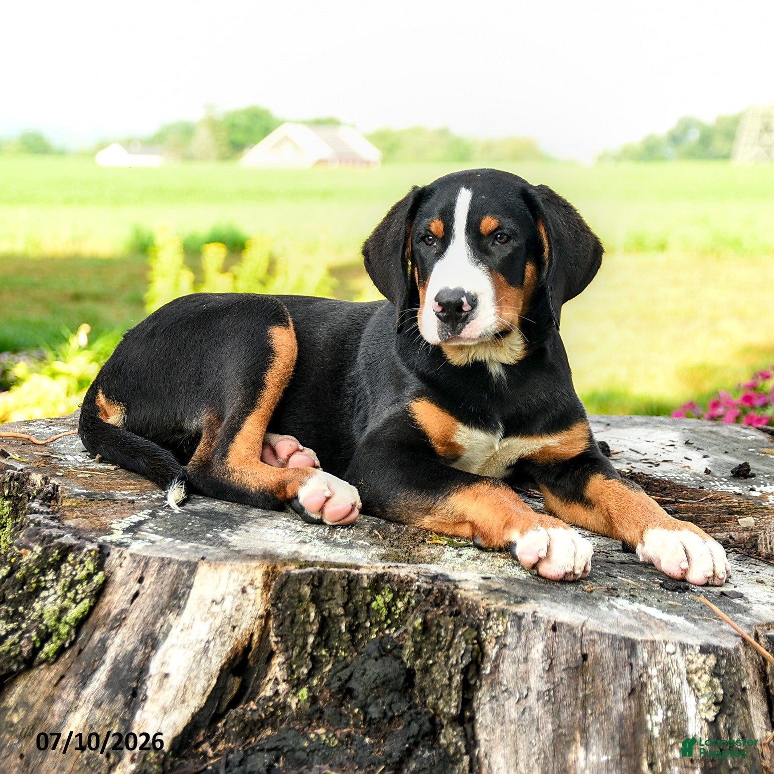 Greater Swiss Mountain Dog dogs Calvin - Ad 1