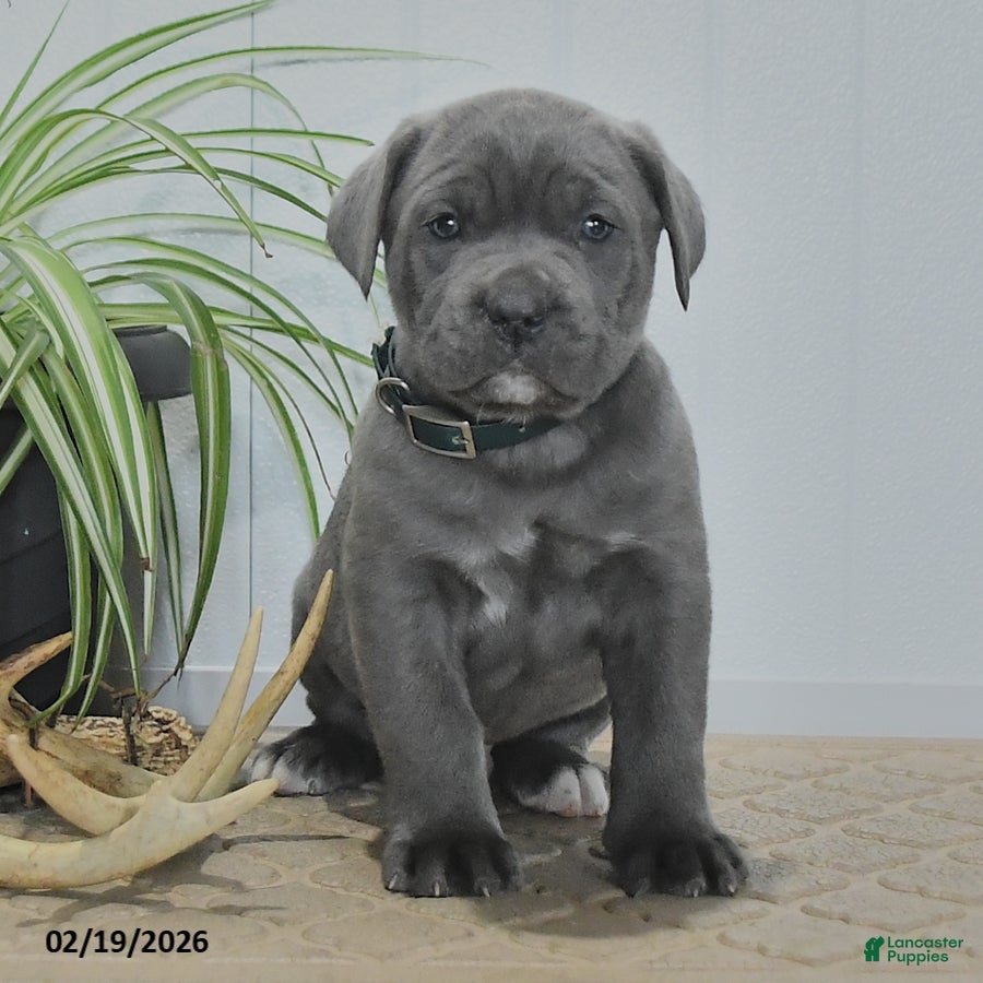 Cane Corso dogs Grayson - Ad 2