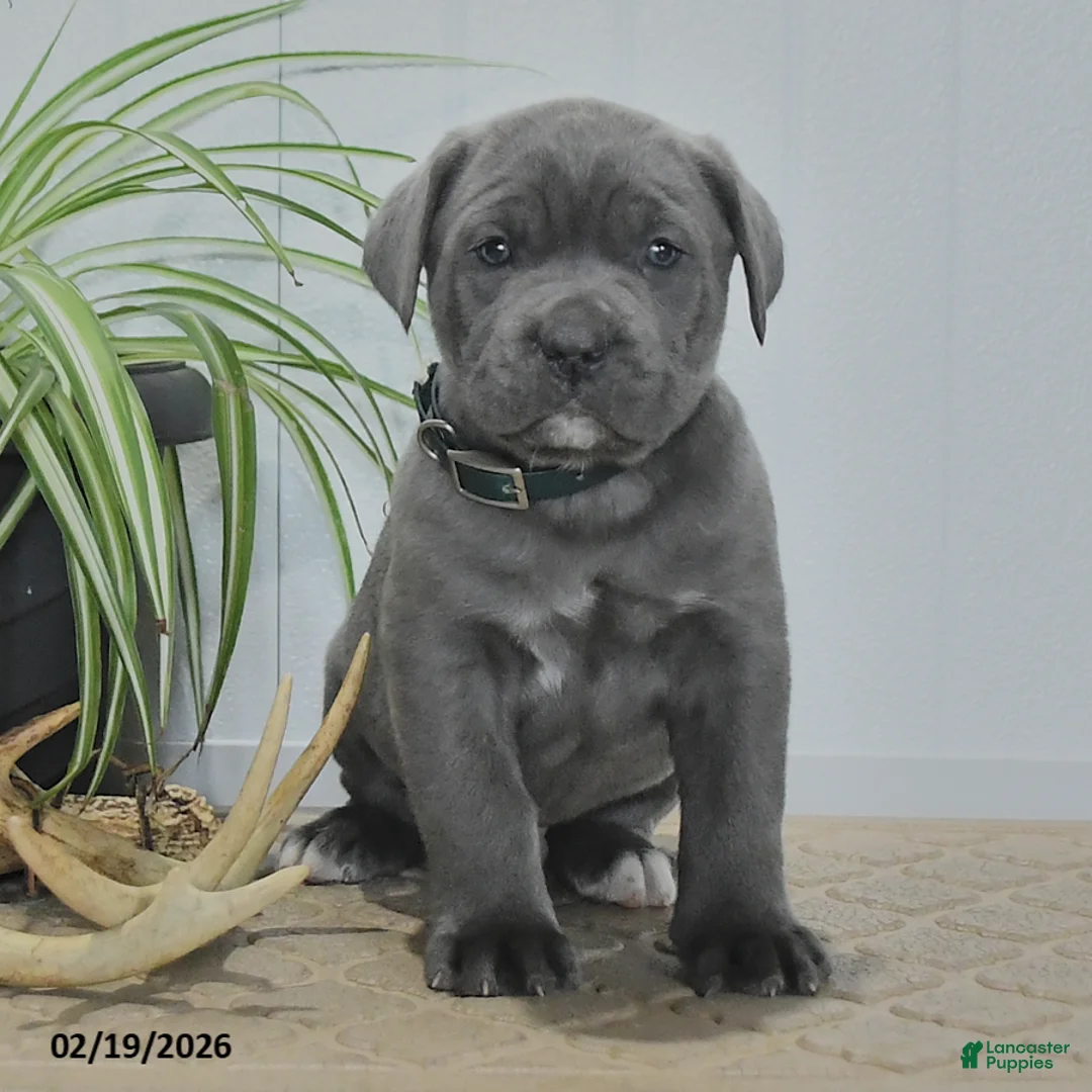 Cane Corso dogs for sale: Grayson - Ad 2