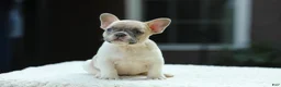 French Bulldog dogs for sale: Jade - Ad 8