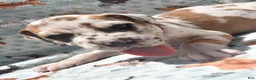 Great Dane dogs for sale: Great Dane - Red Collar - Fawnequin - Ad 2