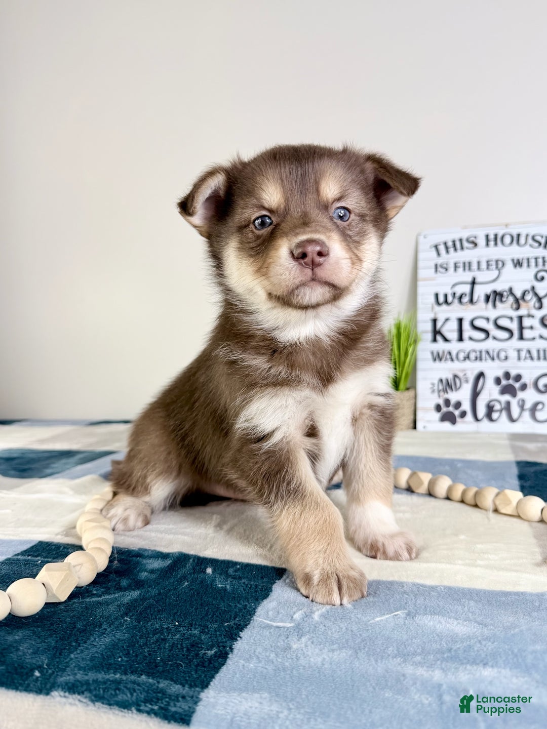 Mixed Breed dogs for sale: Parker - Ad 5