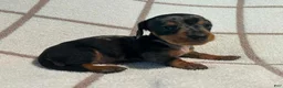 Miniature Dachshund dogs for sale: AKC Woody delivery available  - Ad 4