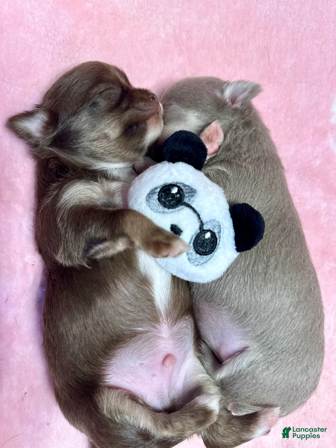 Chihuahua dogs for sale: 🥝Kiwi🥝 - Ad 2