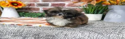 Shih Tzu dogs for sale: Hayes - Ad 3