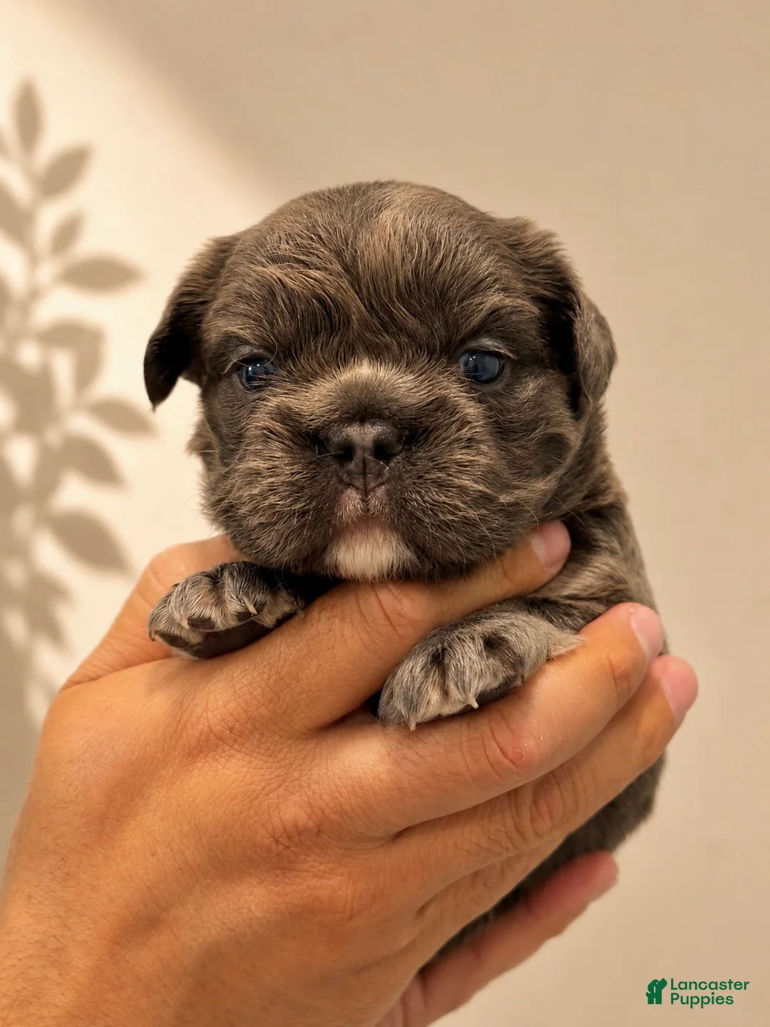 French Bulldog dogs for sale: French Bulldog Puppy 2 - Ad 1