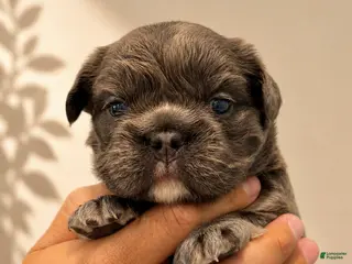 French Bulldog dogs for sale: French Bulldog Puppy 2 - Ad 2