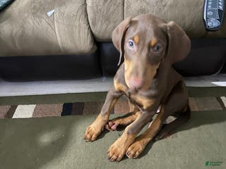 Doberman Pinscher dogs Doberman Pinscher Puppy (Joliet, IL) - Ad 22