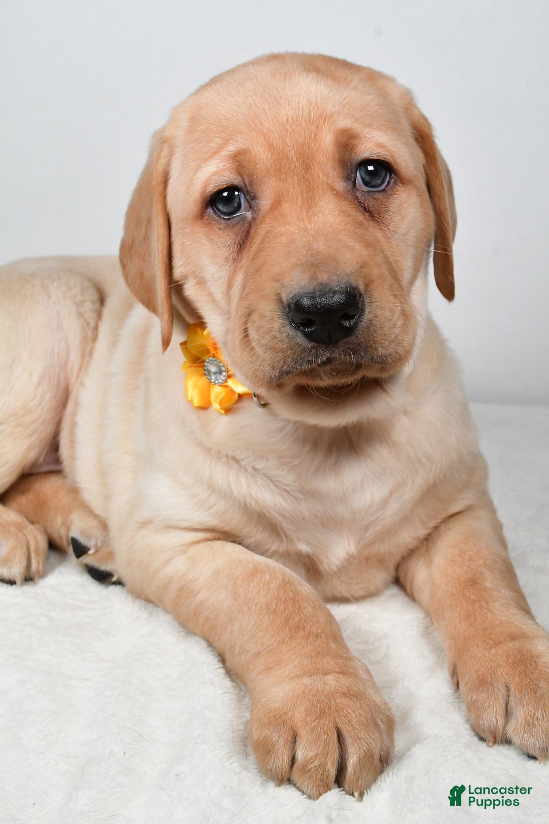 Labrador Retriever dogs for sale: Natasha - Ad 5