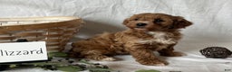 Maltipoo dogs for sale: Blizzard  - Ad 2