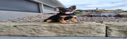German Shepherd dogs for sale: Karl - Ad 10