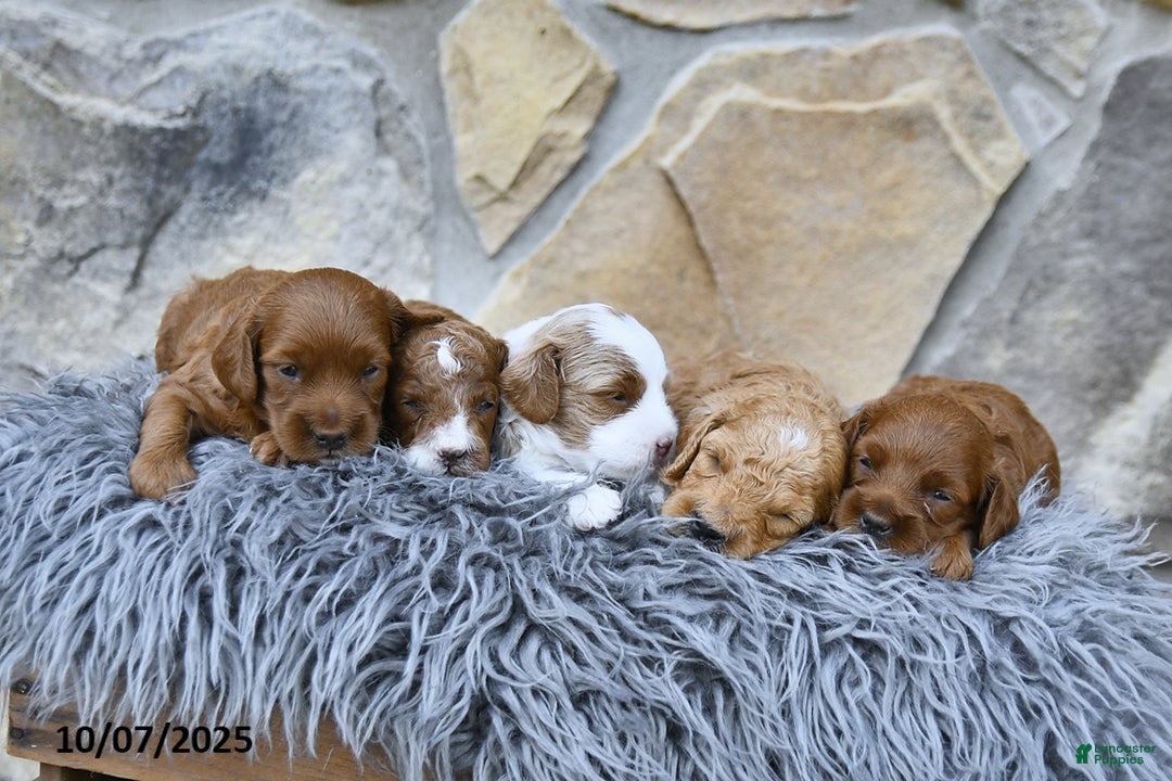 Gallery Image {{count}}