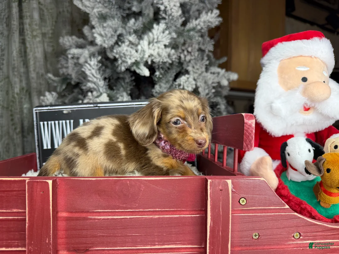 Miniature Dachshund dogs for sale: AKC Russian pra clear - Ad 37