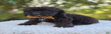 Ben