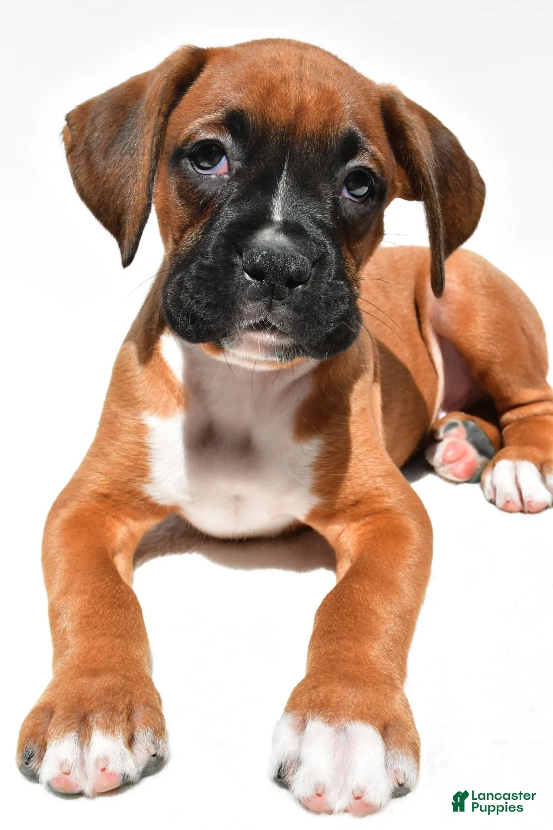 Boxer dogs for sale: Sam - Ad 2
