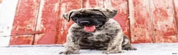 English Mastiff dogs for sale: Peggy - Ad 3