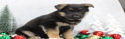 German Shepherd dogs for sale: Amber - Ad 3