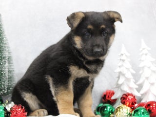 German Shepherd dogs Amber - Ad 14