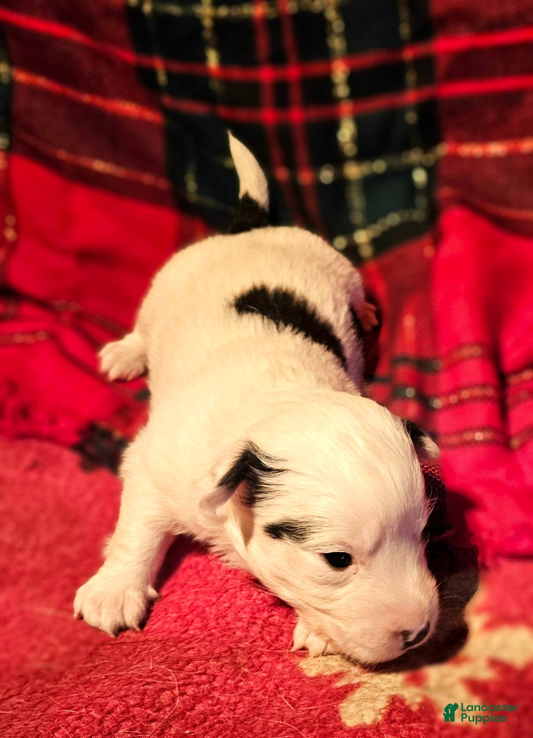 Chihuahua dogs for sale: Elmo - Ad 2