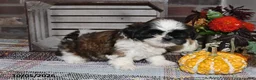 Shih Tzu dogs for sale: Gilbert - Ad 10