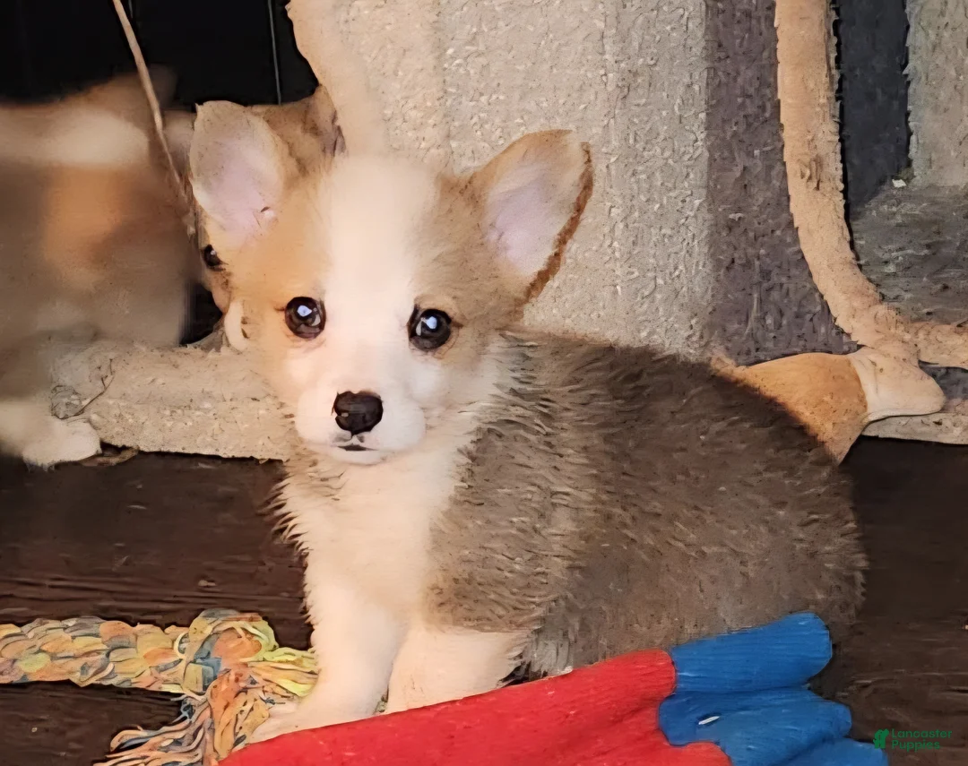Welsh Corgi Pembroke dogs for sale:  Puppy 2 - Ad 2