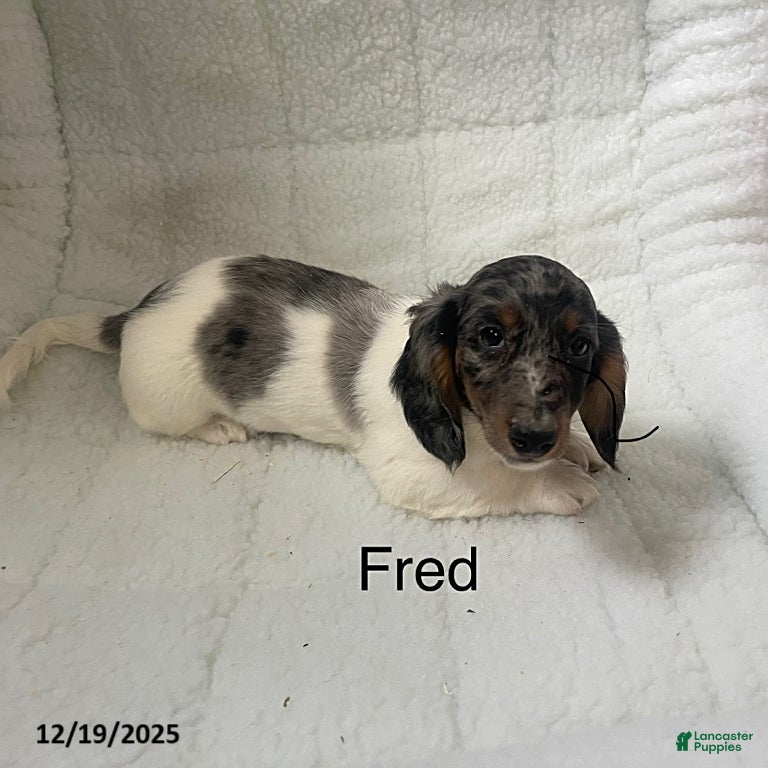 Dachshund dogs Fred - Ad 7