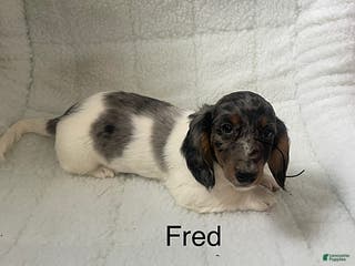 Dachshund dogs Fred - Ad 32