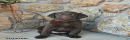 Labrador Retriever dogs for sale: Justin  - Ad 4