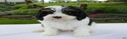 Cavapoo dogs for sale: Asher - Ad 5
