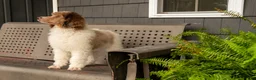 Standard Poodle dogs for sale: Oak - Ad 3