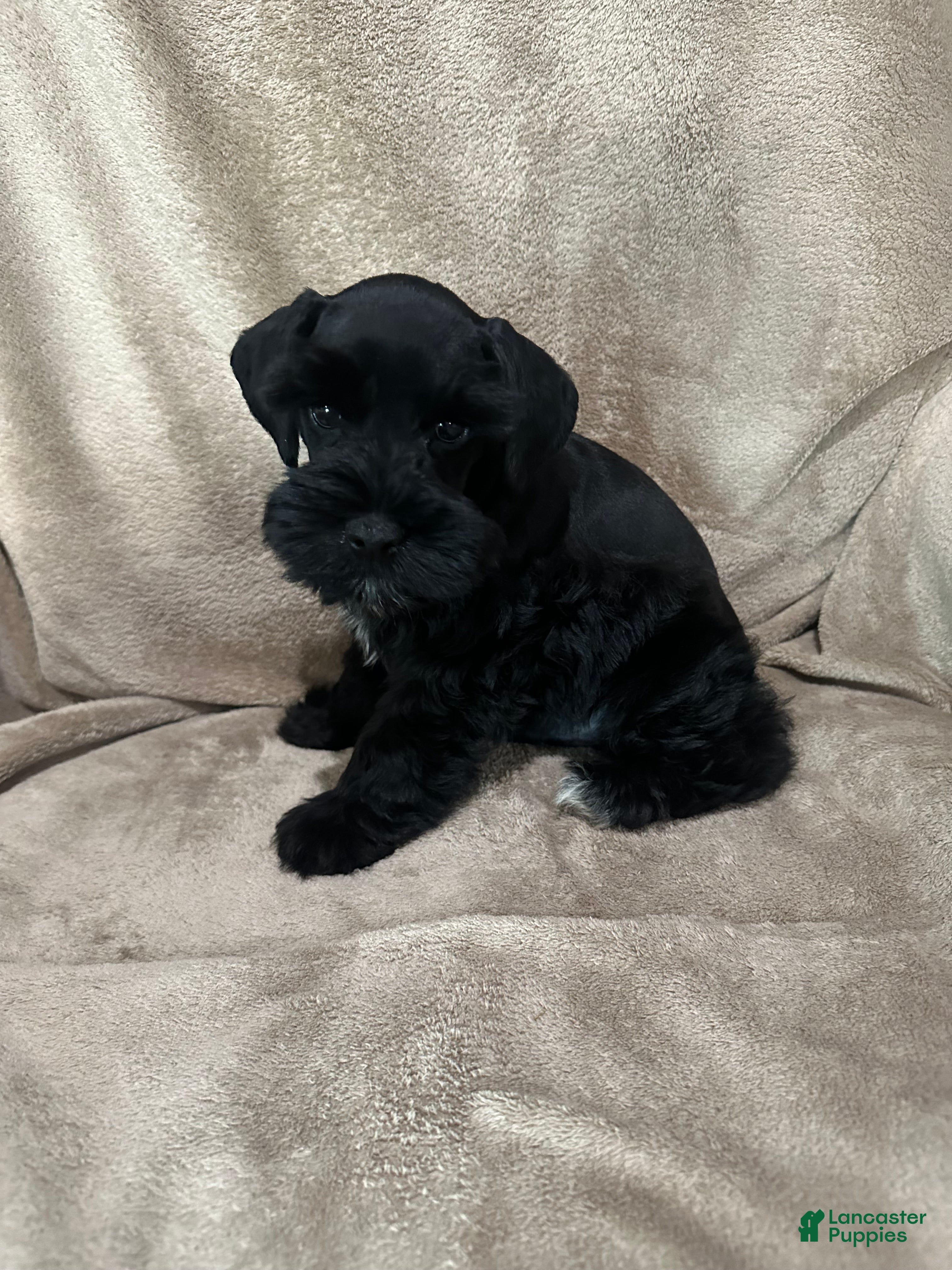 Miniature Schnauzer dogs Blake - Ad 2