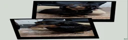 Dachshund dogs for sale: Tinker  - Ad 9
