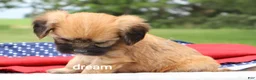 Mixed Breed dogs for sale: Rhett - Ad 3