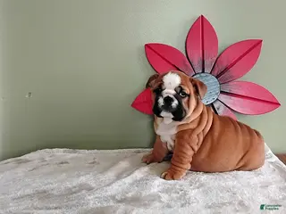 English Bulldog dogs for sale: Kristen - Ad 1